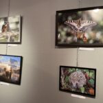 salon art (20)