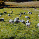 Prix du Conseil Départemental